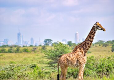 Nairobi National Park with Nairobi's Skyline