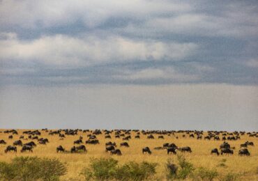 Wilderbeest in the Maasai Mara